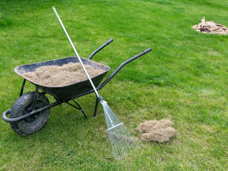 When, Why, and How to Dethatch Your Lawn